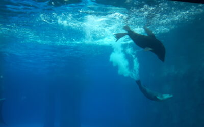 Keeping the Seals and Penguins Swimming at Taronga Zoo